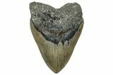 Serrated, Fossil Megalodon Tooth - North Carolina #319902-1
